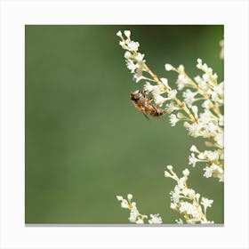 Flowers Wild Bee Canvas Print