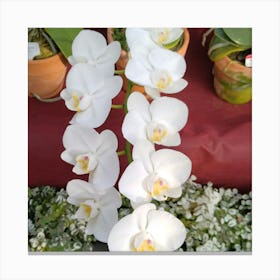 White Orchids 3 Canvas Print