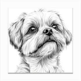 Shih Tzu 2 Canvas Print