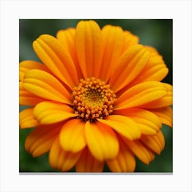 A Close Up Of A Bright Orange And Yellow Marigold With Dew Drops 2 Canvas Print