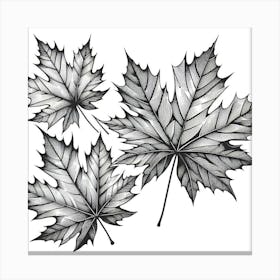 Line Art maple leaves 3 Canvas Print