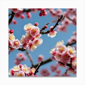 Cherry Blossoms 7 Canvas Print