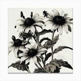 Black Eyed Susan Wildflower Vintage Botanical Art Print 1 Canvas Print