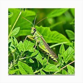 Grasshoppers Insects Jumping Green Legs Antennae Hopper Chirping Herbivores Garden Fields (6) Canvas Print