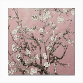 Almond Blossoms Canvas Print