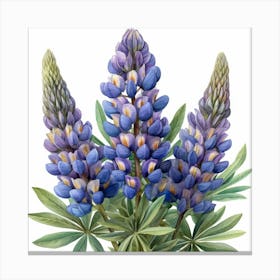 Lupine 5 Canvas Print