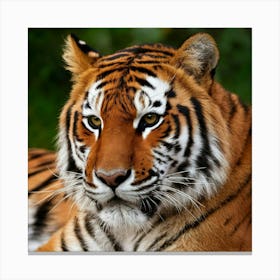 Tiger 2 Canvas Print