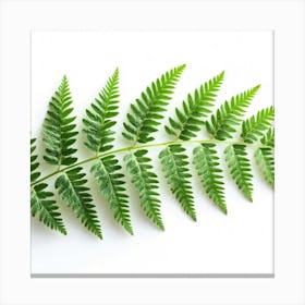 Fern Leaf 2 Canvas Print