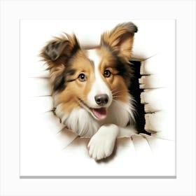 Sheltie 2 Canvas Print