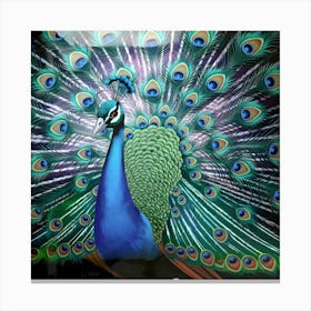 Peacock Canvas Print