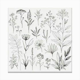 Botanical Drawing 4 Canvas Print