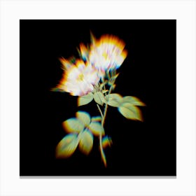 Prism Shift White Damask Rose Botanical Illustration on Black n.0005 Canvas Print