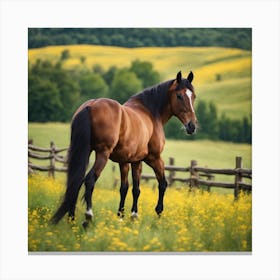 Horse In A Field 4 Canvas Print
