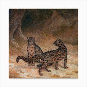 Clouded Leopards Square Canvas Print