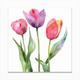 Watercolor Tulips Canvas Print