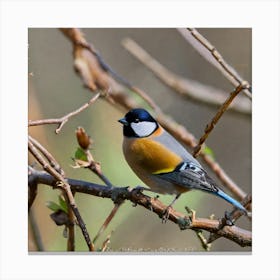 Tawny Tit 11 Canvas Print