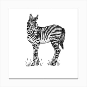 Baby Zebra Square Canvas Print
