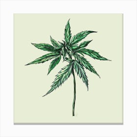 Illustration Of A Marijuana Leaf Canvas Print