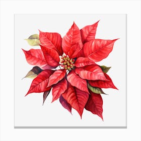 Poinsettia 6 Canvas Print