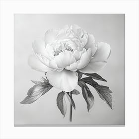 Peony Canvas Print