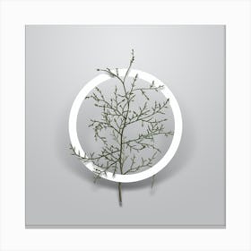 Vintage Sictus Tree Minimalist Botanical Geometric Circle on Soft Gray n.0005 Canvas Print