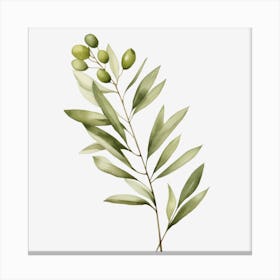 Olive Branch 1 Canvas Print