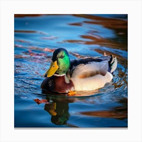 Firefly Colorful Mallard Swimming In Serene Duck Pond 74835 (1) Canvas Print