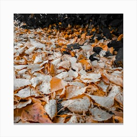 Autumn Leaves On The Ground 1 Canvas Print