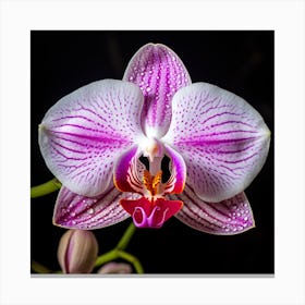 A Close Up Photo Of An Orchid’s Flower. Black background. Canvas Print