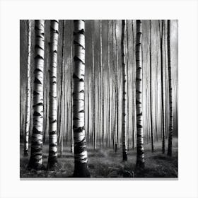 Birch Forest 42 Canvas Print