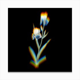 Prism Shift Elder Scented Iris Botanical Illustration on Black Canvas Print