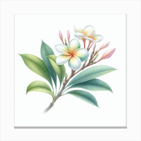 Plumeria 1 Canvas Print