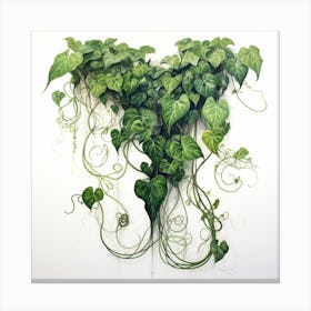 Ivy Plant Canvas Print