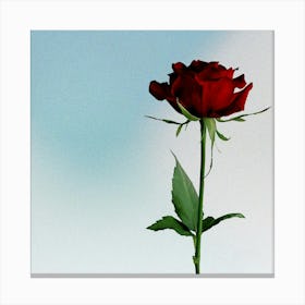 Valentine'S Day Rose Canvas Print