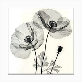 Poppies In Black And White Canvas Print