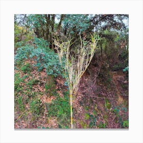 Cypress Tree 20240210124354pub Canvas Print