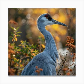 Sandhill Crane Canvas Print