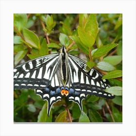 Black And White Swallowtail Butterfly 1 Canvas Print