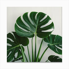 Full Green Plant (2) Canvas Print