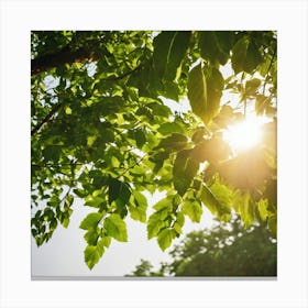 Sun Shining Through Green Leaves 2 Canvas Print