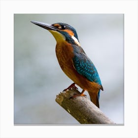 Kingfisher Stock Videos & Royalty-Free Footage 2 Canvas Print