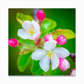 Blooming Pear Tree In Spring Close Shot Showcasing The Intricate Arrangement Of Small Blush Toned B (2) 2 Canvas Print