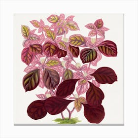 Pink Hibiscus Canvas Print