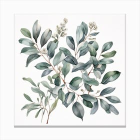 Silver eucalyptus branch 4 Canvas Print