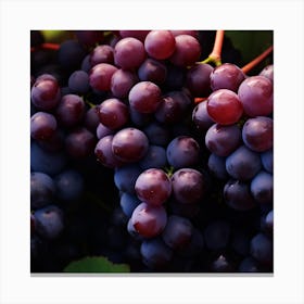 Grapes On Vine 1 Canvas Print