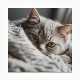 Grey Cat Laying On Blanket Canvas Print