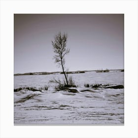 Arbre Prairie Canvas Print