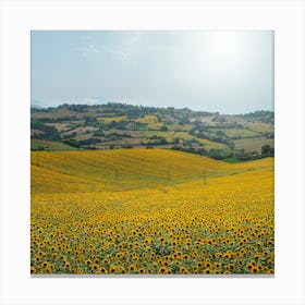 Sunflowers - Le Marche, Italy Canvas Print
