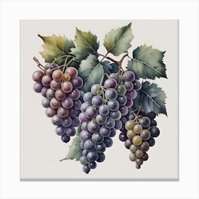 Luscious Vineyard 1 Canvas Print