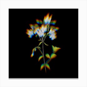 Prism Shift Phlox Botanical Illustration on Black Canvas Print